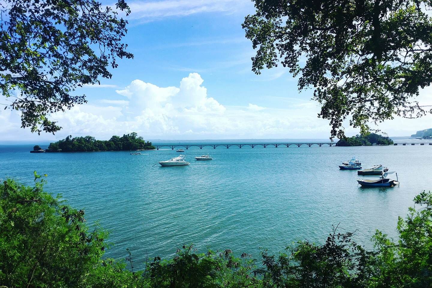 A boat is in the water near some trees.