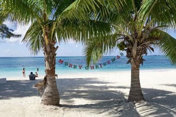 A couple of palm trees on the beach