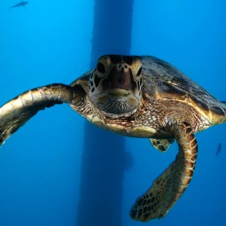 A turtle swimming in the water near some fish.