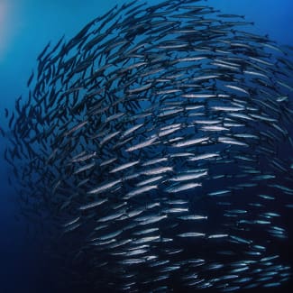 A large group of fish swimming in the ocean.